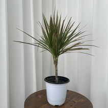 마지나타 온정원 공기정화식물