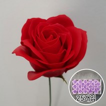 이플린 비누꽃 재료 비누 장미 꽃다발 꽃바구니 DIY, 02.왕장미-25개입_일반_레드