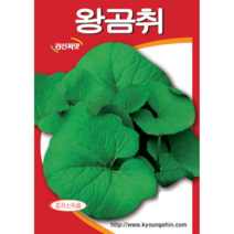 (씨앗) 왕곰취 - 곰취 - 쌈채소 - 곰취 씨앗 종자 - 소포장 - 1g, 1개
