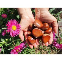 22년 햇밤 공주 정안 알밤 국내산 생밤 100%, [칼집 X] 공주 알밤 2Kg, 한울 공주 칼집밤 2kg