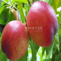 [나무판매] 천도(털없는)복숭아 묘목 자연농원 최소구매2개, 천도복숭아 특묘