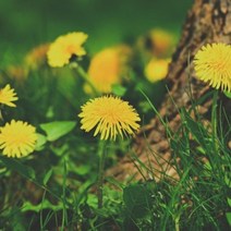 야생화 민들레 씨앗 1kg