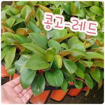 꽃나라엘리스 레드콩고-가정에 꼭 실요한 식물이지요