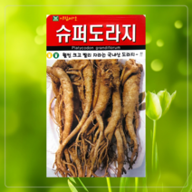 뿌리채소 민속씨 재래씨 도라지 히카마 얌빈 더덕 잔대 황기 인삼 당근 순무 콜라비, 보라당근