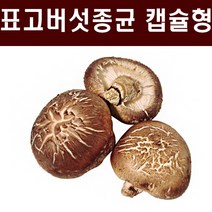 표고종균 1판(606알) 표고버섯종균 버섯종균 참나무 표고 성형 접종형 캡슐형