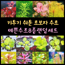 [수초스토어] 예쁜 검역 수초 8종 랜덤세트 / 구피 새우 어항 쉬운 예쁜 은신처 중경 후경 초보 풍성한 흑사 붉은 무이탄 치어 베타 열대어