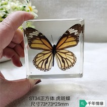 조각품 진짜 식물 곤충 견본 거북이 머리 거미 잠자리 불가사리 수지 홈 테이블, 05 5
