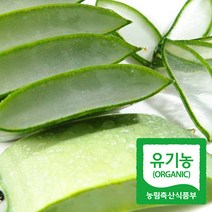 미스터팜팜 유기농 알로에 베라 5kg 당일수확, 1박스, 알로에베라 5kg(일반)