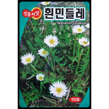 흰민들레씨앗100립 포공영 진흥종묘