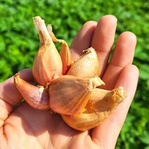 농사친구 쪽파 씨앗 종구 예산 구근 쪽파씨 김장용, 3kg