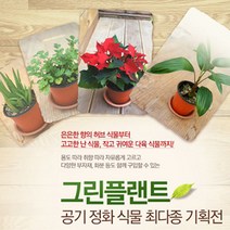 그린플랜트 꽃식물 카틀레아 (색상품종랜덤), 1개