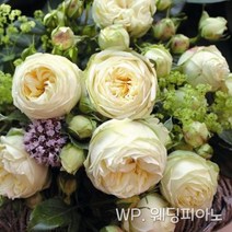 줄장미묘목 사계명품줄장미 금강원예, WP 웨딩피아노