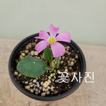 디셀도프 사랑초40 싹이 나오기 시작했어요