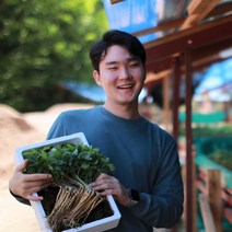 청춘농원 새싹삼 새싹인삼, 1box, 대 100개