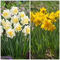 [구근] 겹수선화 2색 (3개세트), 흰색겹꽃