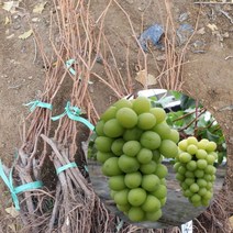 샤인머스켓 포도 묘목 특묘목 1주 삽목 청포도, 1개