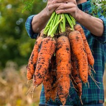 무농약 제주당근 5kg 10kg 20kg 제주도 당근 주스용 못난이 김철준, 김철준 무농약 당근(특.상 혼합) 5kg