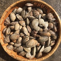 바지락1kg 제철 캠핑모듬조개 캠핑조개 해산물 수산물 어패류 바지락 째복 명주 비단 갈미 백합조개 백상합 모시 뿔소라 대합 개조개 참가리비구이 키조개 전복 삐뚤이소라 밀고동, 1개, 1kg