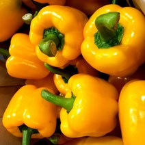 새벽들 못난이 파프리카 (3kg 5kg), 1box, 5kg노랑