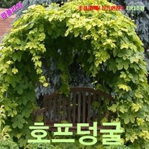 팝플라워 호프덩굴(율초) 씨앗 5립