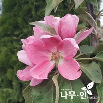 [나무인] 기둥사과 결실주, 1개