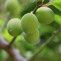 매실나무 묘목 3종 유실수, 천매매실