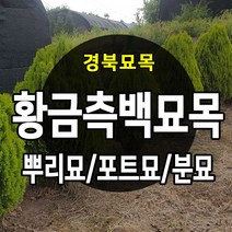 [경북농원] 황금측백나무/에메랄드 그린 포트묘 분묘, 에메랄드 그린 포트묘(25cm이상)