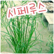 꽃나라엘리스 시페루스-이집트에서 줄기의 섬유로 종이를 만들었다고