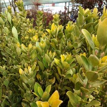 황금사철나무 키100cm 내외 10주