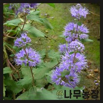(나무농장) 야생화 층꽃 포트 ( 5주묶음 )