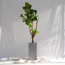 보거스플라워 실내공기정화식물 거실화분 중형 대형 화분 모음전_중형10종_대형9종_금전수 아레카야자 떡갈고무나무 인도고무나무 등, 1개, 떡갈고무나무(중형)+그레이