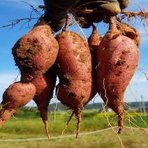 여주고구마 꿀고구마 3kg 5kg 10kg 고구마, 대왕사이즈3kg, 1개