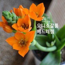 오니소갈룸