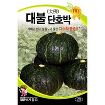 대불단호박 단호박씨앗 ( pumpkin seed 30알 )