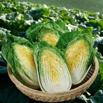 [해남대박농원] 속차고 잘 절인 해남 절임배추 김장배추 20kg 산지직송 해남배추, 12월 24일(토) 수령