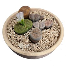 트리앤 다육 살구미인금 빈티지 토분 리톱스 괴마옥 사랑목 은행목 러브레터, 03. 빈티지 토분 리톱스(6p) 1개