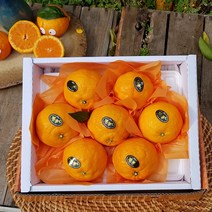 [제주산지직송] 제철과일 카라향 1.5kg 2.5kg 3.5kg(선물용) 나른한 봄을 깨우는 싱그러운 과즙이 팡팡!!, 1.5kg(7-12수  선물용)