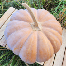 청정지역 늙은호박 3~12kg, 늙은호박 3kg, 1개