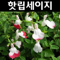 핫립세이지 8치화분 1개/다년생 허브/야생화