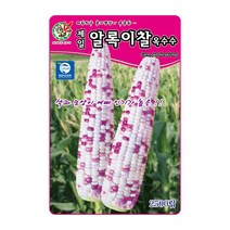 오스템 옥수수씨앗 제일알록이찰옥수수 2500립