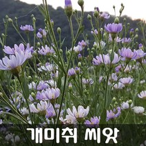 [해피플라워] 야생화 개미취 꽃개미취 벌개미취 씨앗 300립(품종선택 옵션) / 봄 가을 파종 꽃씨, 개미취 씨앗 300립