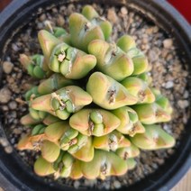 [수암다육] 축전 랜덤발송 Conophytum Bilobum 다육 다육이 다육식물 반려식물 국민다육 플랜테리어 미니선인장