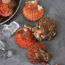 브랜드없음 [오늘의바다] 국내산 비단가리비 1kg, 단품없음