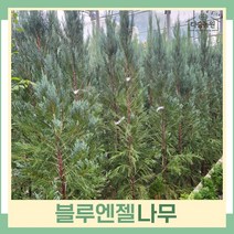 블루엔젤나무 묘목 삽목2년생 뿌리 특묘 5개