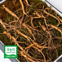 7년근 프리미엄 산양산삼 선물세트, 7년근 14뿌리