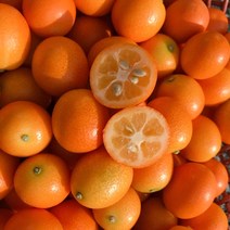 (발송시작) 제주 하우스 금귤 낑깡 생과 정과용 금귤청, 1kg 중과~대과