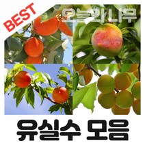 [오늘의 나무] 합리적 가격의 다양한 과실수 묘목 판매(대추 감 사과 살구 무화과 자두 복숭아 밤나무등등), 실생호두묘목 중묘