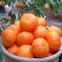 레드향 프리미엄 가정용 2kg( 중소과 10과전후), 상세페이지 참조