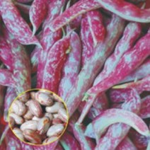 얼룩 난쟁이 강남콩 채소 씨앗 종자 품종 30g 강만콩 가정원예 _ 22092786EA, 쿠팡 3번샵 본상품선택