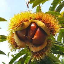 (2022년 수확 햇밤) 공주밤 정안 알밤 옥광밤 생밤 생율 햇밤 2kg 4kg, 칼집 알밤 대 2kg